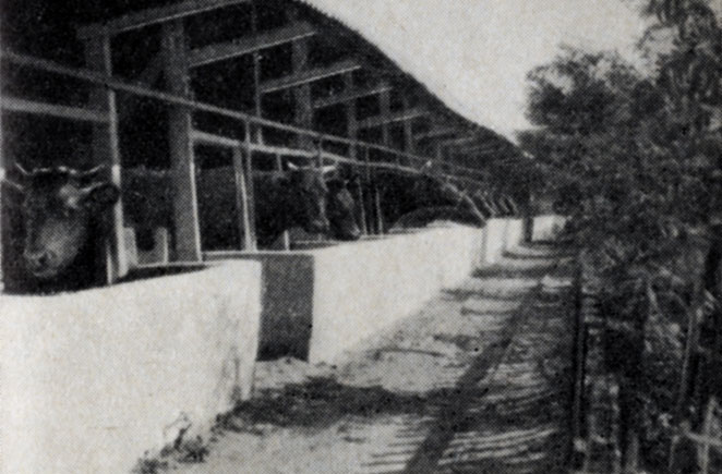 Рис. 5. Полоса озеленения в лагере колхоза имени Розы Люксембург, Старо-Бешевского района, Сталинской области